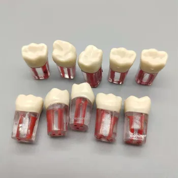 10Pcs Zobu Endodontiskās Sakņu Kanālu Prakses Modelis RTC Failus Praktizēt Bloki Studiju Students Saknes Endo Failu Prakses